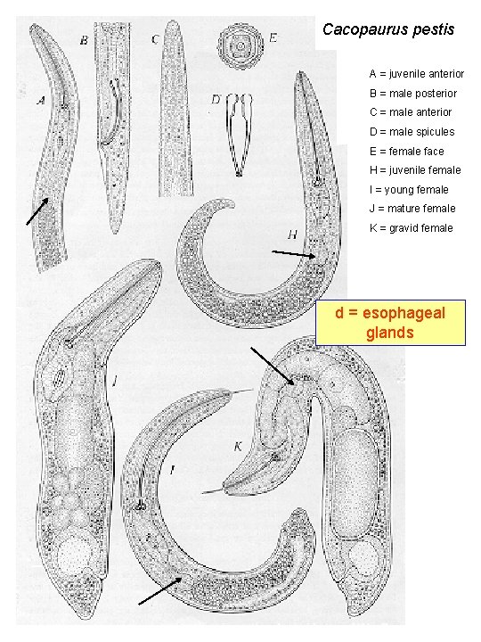 Cacopaurus pestis A = juvenile anterior B = male posterior C = male anterior