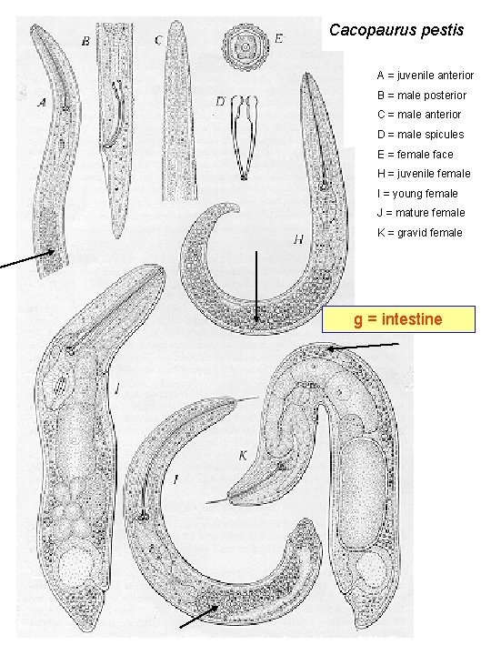 Cacopaurus pestis A = juvenile anterior B = male posterior C = male anterior