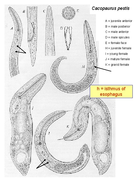 Cacopaurus pestis A = juvenile anterior B = male posterior C = male anterior