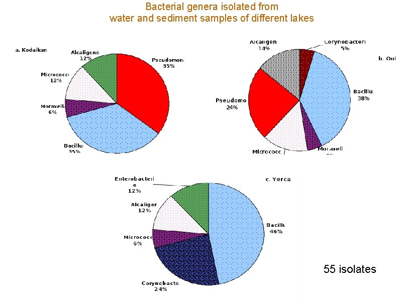 Bacterial genera isolated from water and sediment samples of different lakes 55 isolates 