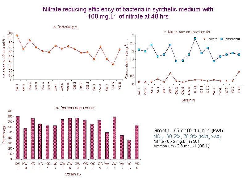 Nitrate reducing efficiency of bacteria in synthetic medium with 100 mg. L-1 of nitrate