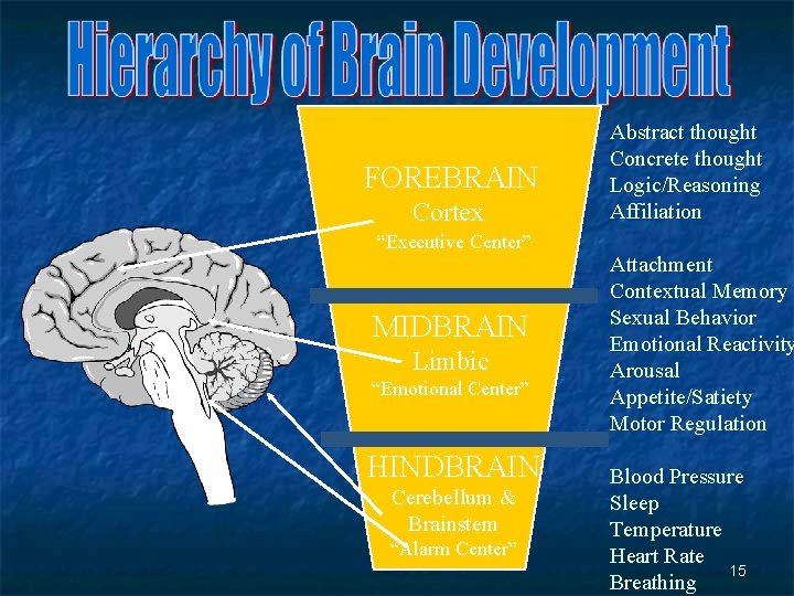 FOREBRAIN Cortex “Executive Center” MIDBRAIN Limbic “Emotional Center” HINDBRAIN Cerebellum & Brainstem “Alarm Center”