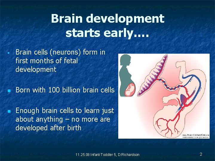 Brain development starts early…. § n n Brain cells (neurons) form in first months