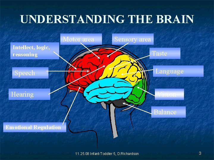 UNDERSTANDING THE BRAIN Motor area Sensory area Intellect, logic, reasoning Taste Language Speech Hearing