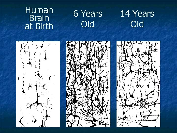 Human Brain at Birth 6 Years Old 14 Years Old 