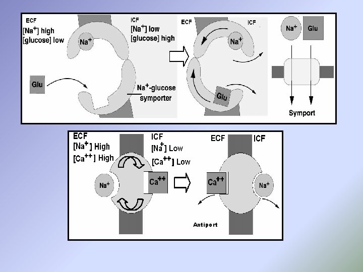 Antiport 