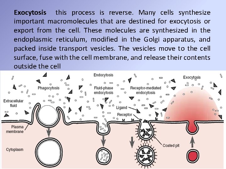 Exocytosis this process is reverse. Many cells synthesize important macromolecules that are destined for