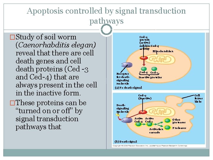 Apoptosis controlled by signal transduction pathways �Study of soil worm (Caenorhabditis elegan) reveal that