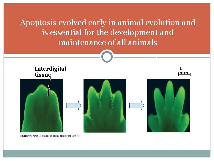 Apoptosis evolved early in animal evolution and is essential for the development and maintenance