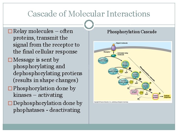 Cascade of Molecular Interactions � Relay molecules – often proteins, transmit the signal from