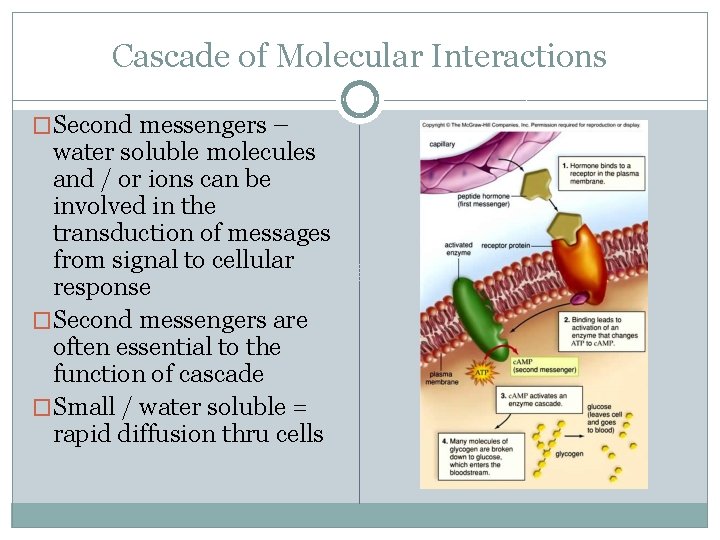 Cascade of Molecular Interactions �Second messengers – water soluble molecules and / or ions