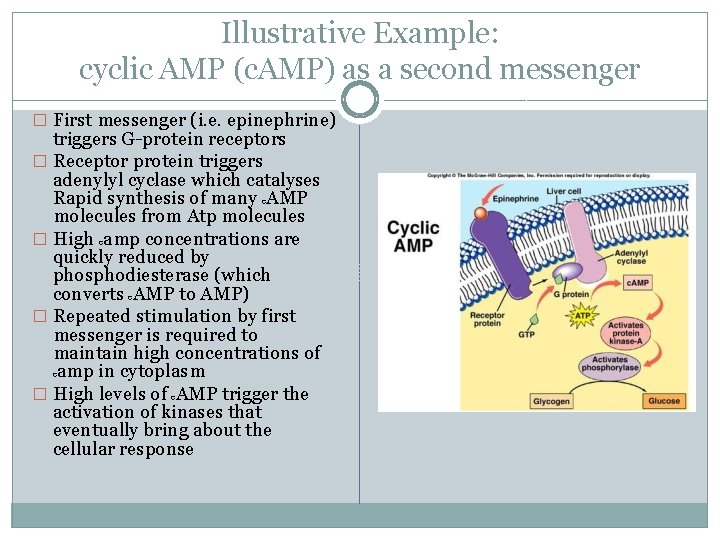 Illustrative Example: cyclic AMP (c. AMP) as a second messenger � First messenger (i.