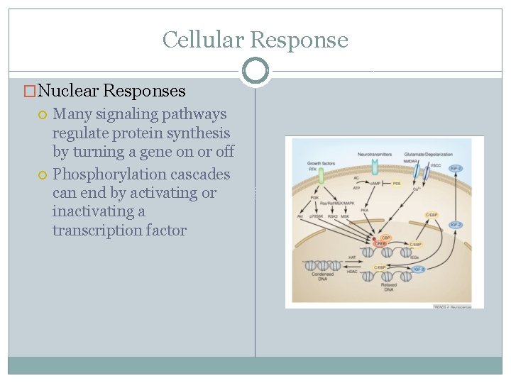 Cellular Response �Nuclear Responses Many signaling pathways regulate protein synthesis by turning a gene