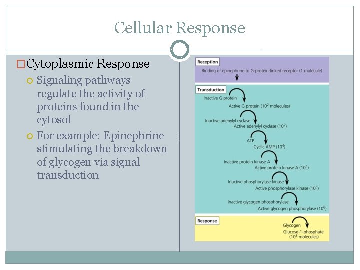 Cellular Response �Cytoplasmic Response Signaling pathways regulate the activity of proteins found in the