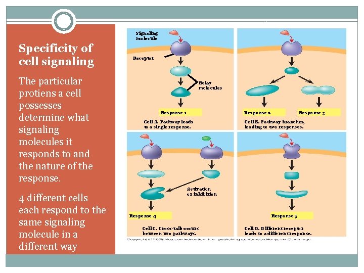 Signaling molecule Specificity of cell signaling The particular protiens a cell possesses determine what