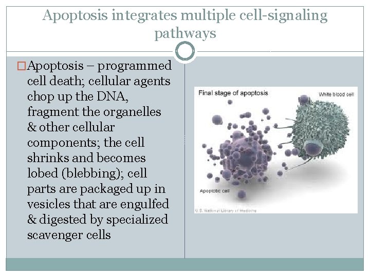 Apoptosis integrates multiple cell-signaling pathways �Apoptosis – programmed cell death; cellular agents chop up