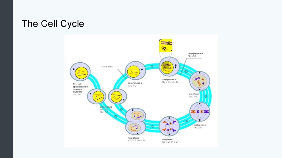 The Cell Cycle 