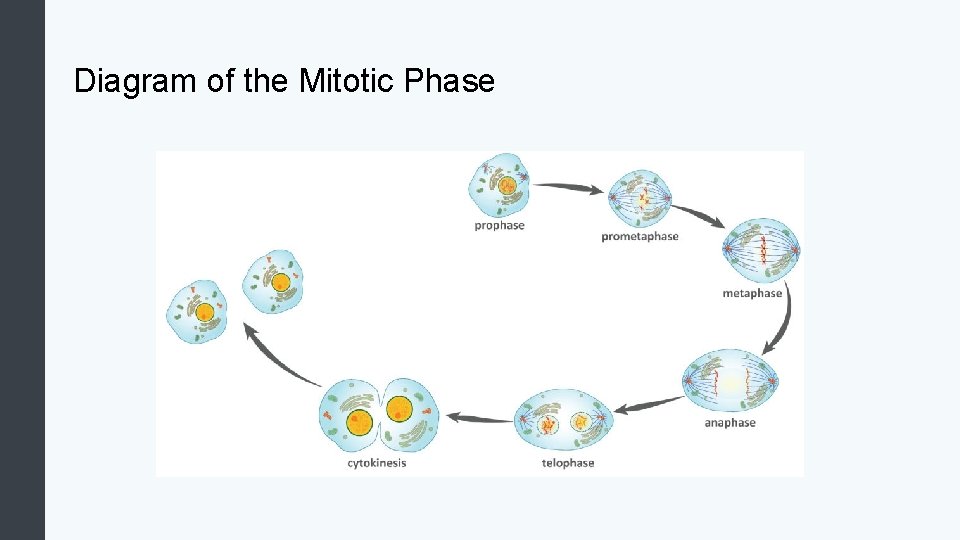 Diagram of the Mitotic Phase 