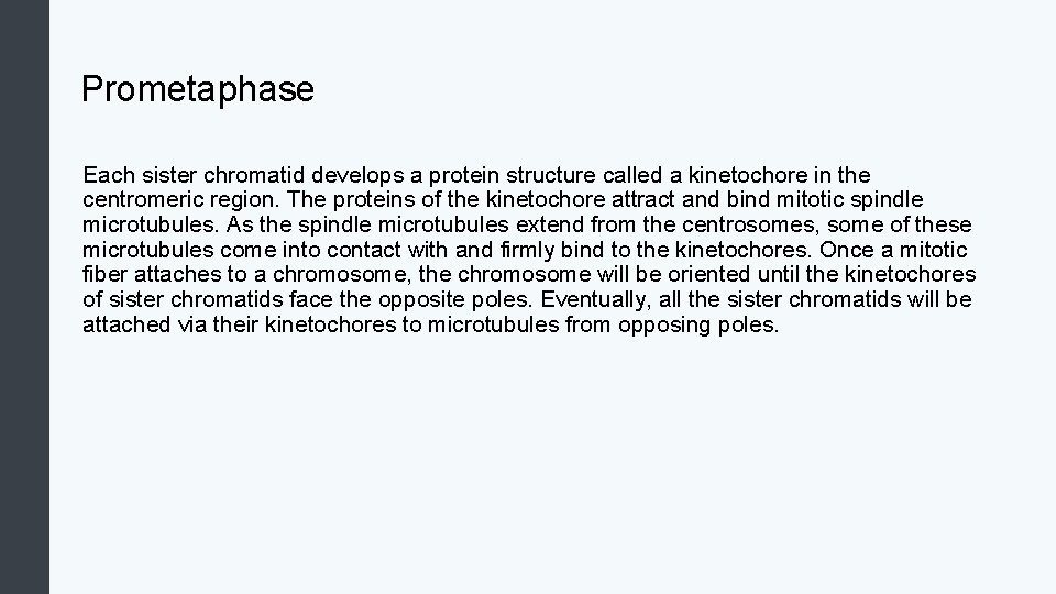 Prometaphase Each sister chromatid develops a protein structure called a kinetochore in the centromeric