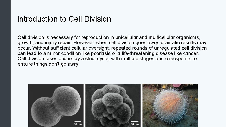 Introduction to Cell Division Cell division is necessary for reproduction in unicellular and multicellular