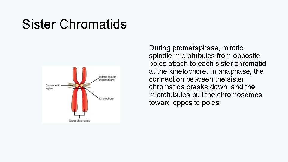 Sister Chromatids During prometaphase, mitotic spindle microtubules from opposite poles attach to each sister