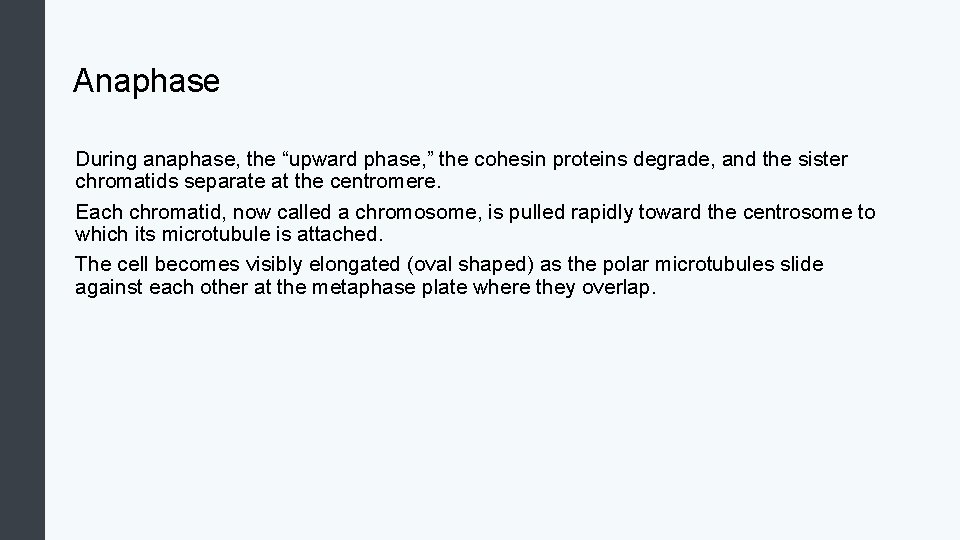 Anaphase During anaphase, the “upward phase, ” the cohesin proteins degrade, and the sister