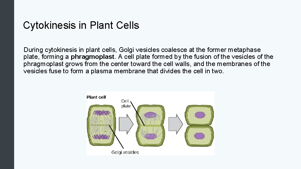 Cytokinesis in Plant Cells During cytokinesis in plant cells, Golgi vesicles coalesce at the