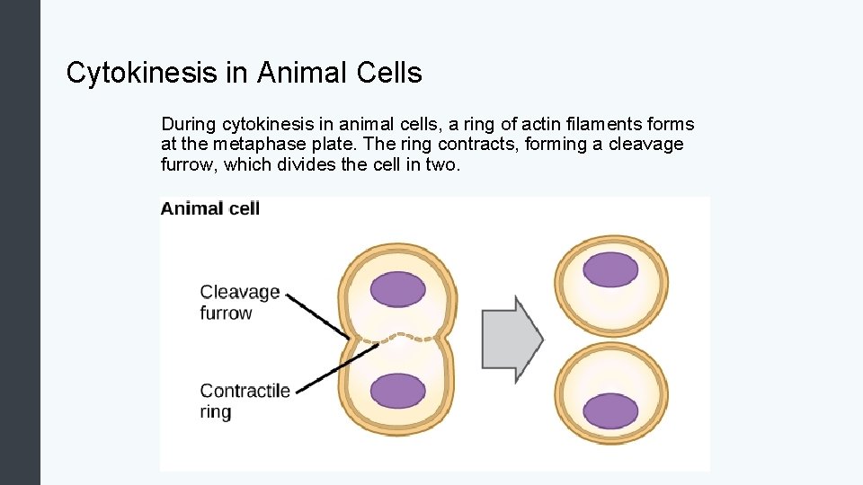 Cytokinesis in Animal Cells During cytokinesis in animal cells, a ring of actin filaments