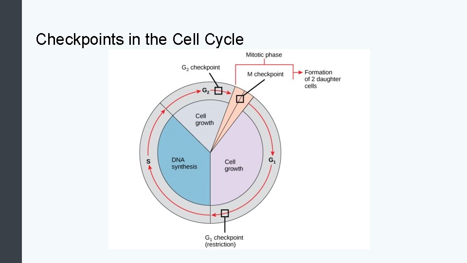 Checkpoints in the Cell Cycle 