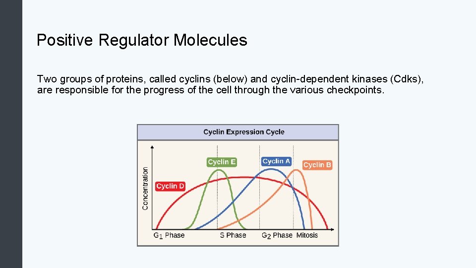 Positive Regulator Molecules Two groups of proteins, called cyclins (below) and cyclin-dependent kinases (Cdks),