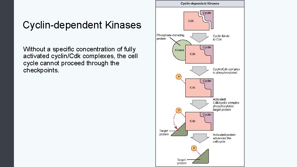 Cyclin-dependent Kinases Without a specific concentration of fully activated cyclin/Cdk complexes, the cell cycle