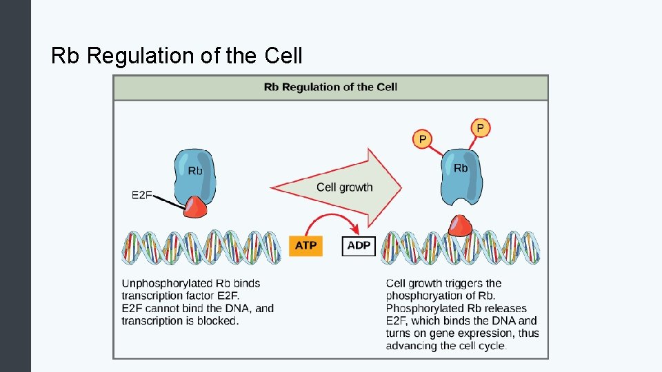 Rb Regulation of the Cell 