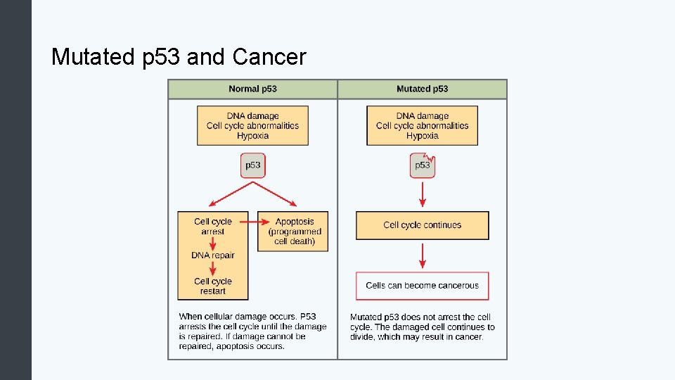 Mutated p 53 and Cancer 