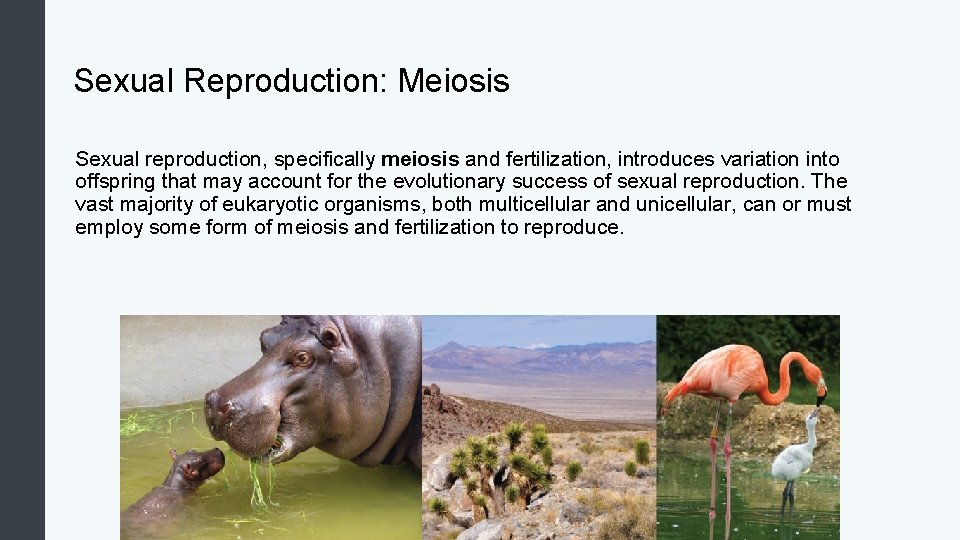 Sexual Reproduction: Meiosis Sexual reproduction, specifically meiosis and fertilization, introduces variation into offspring that