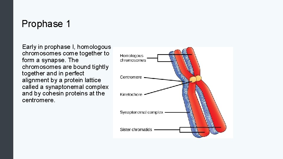 Prophase 1 Early in prophase I, homologous chromosomes come together to form a synapse.