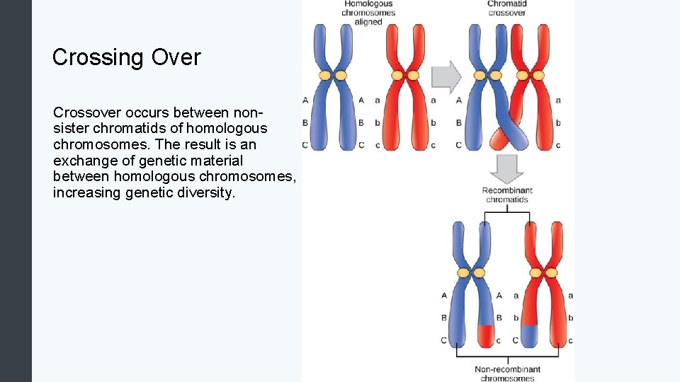 Crossing Over Crossover occurs between nonsister chromatids of homologous chromosomes. The result is an