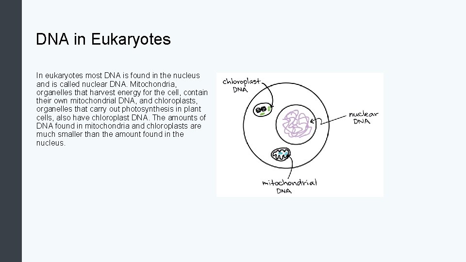 DNA in Eukaryotes In eukaryotes most DNA is found in the nucleus and is