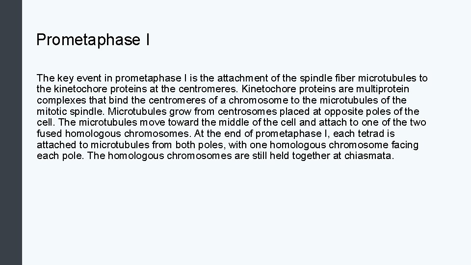 Prometaphase I The key event in prometaphase I is the attachment of the spindle