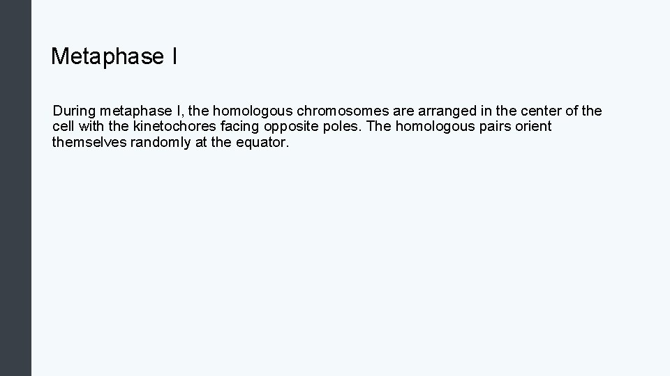 Metaphase I During metaphase I, the homologous chromosomes are arranged in the center of
