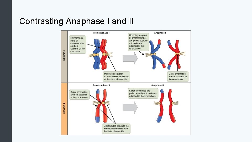 Contrasting Anaphase I and II 