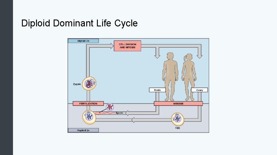 Diploid Dominant Life Cycle 