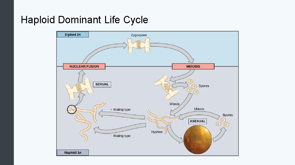 Haploid Dominant Life Cycle 