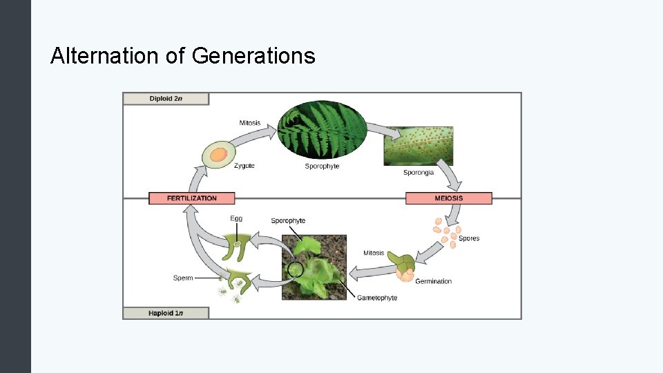 Alternation of Generations 