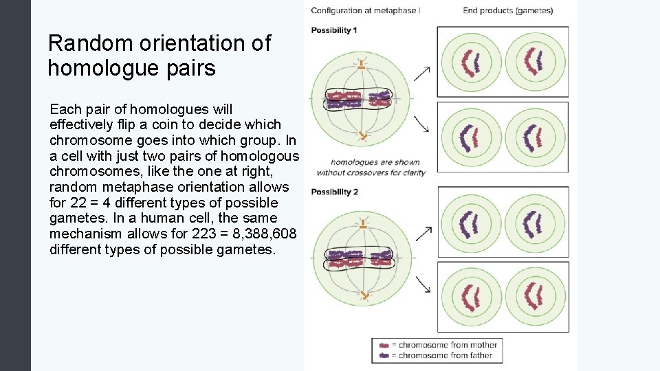 Random orientation of homologue pairs Each pair of homologues will effectively flip a coin