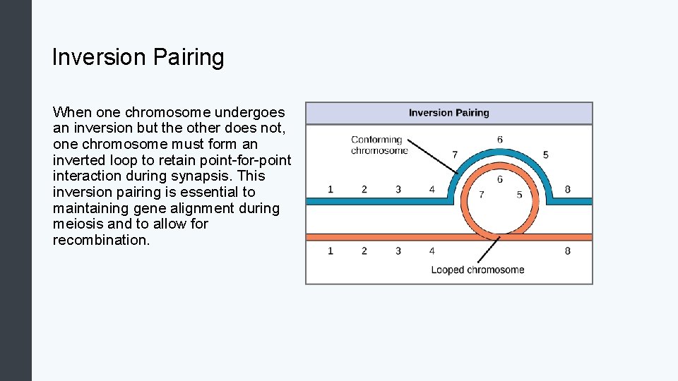 Inversion Pairing When one chromosome undergoes an inversion but the other does not, one