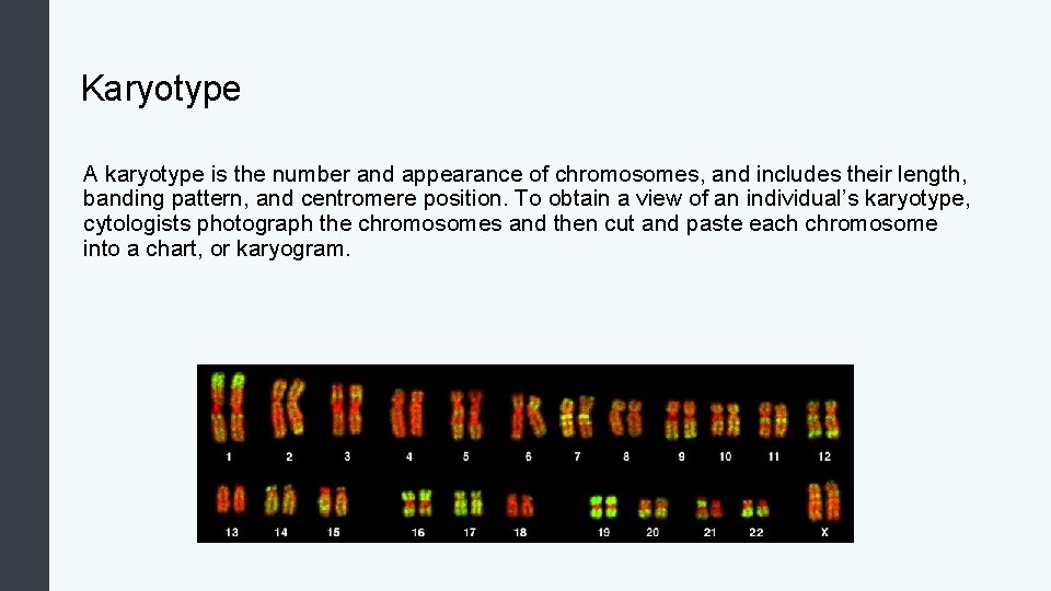 Karyotype A karyotype is the number and appearance of chromosomes, and includes their length,