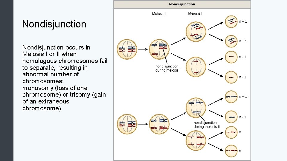 Nondisjunction occurs in Meiosis I or II when homologous chromosomes fail to separate, resulting