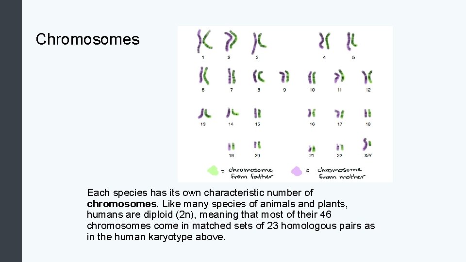 Chromosomes Each species has its own characteristic number of chromosomes. Like many species of