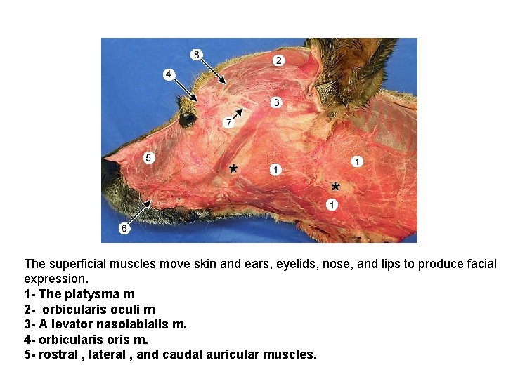 The superficial muscles move skin and ears, eyelids, nose, and lips to produce facial
