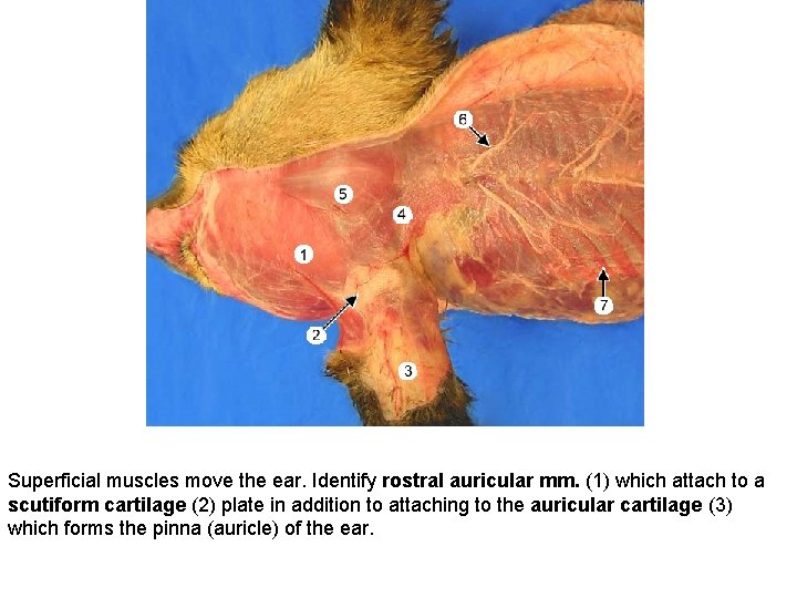 Superficial muscles move the ear. Identify rostral auricular mm. (1) which attach to a